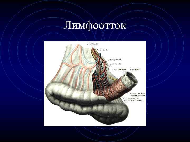 Лимфоотток Лимфоотток