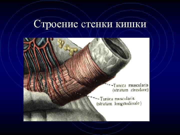 Строение стенки кишки Строение стенки кишки