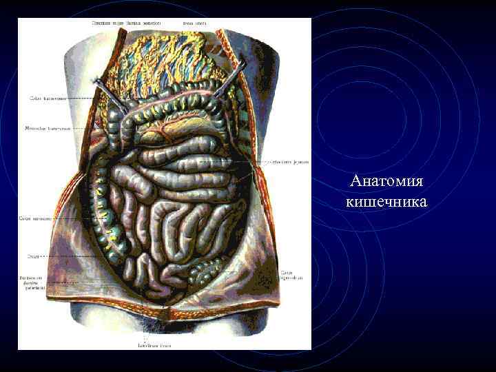 Анатомия кишечника Анатомия кишечника