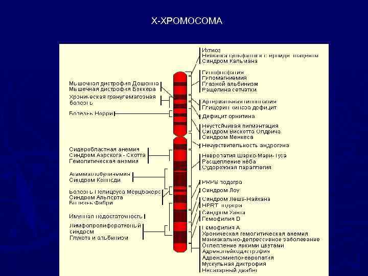 Х-ХРОМОСОМА 