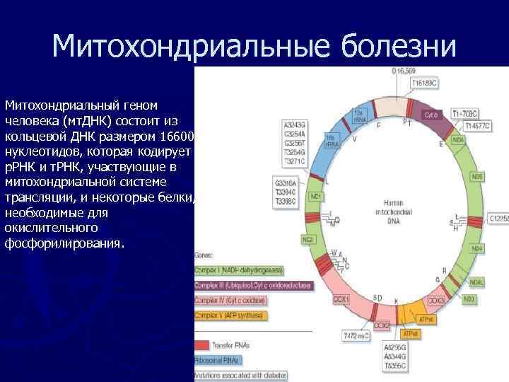 Митохондриальная днк