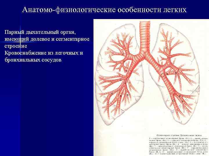 Особенности легких. Афо бронхиального дерева. Анатомия бронхиальных артерий. Анатомо-физиологические особенности легких. Афо легких.