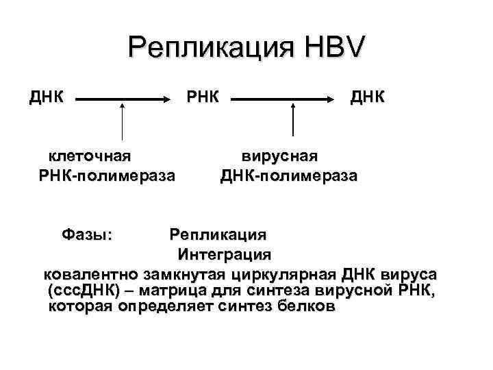   Репликация HBV ДНК   РНК    ДНК  клеточная