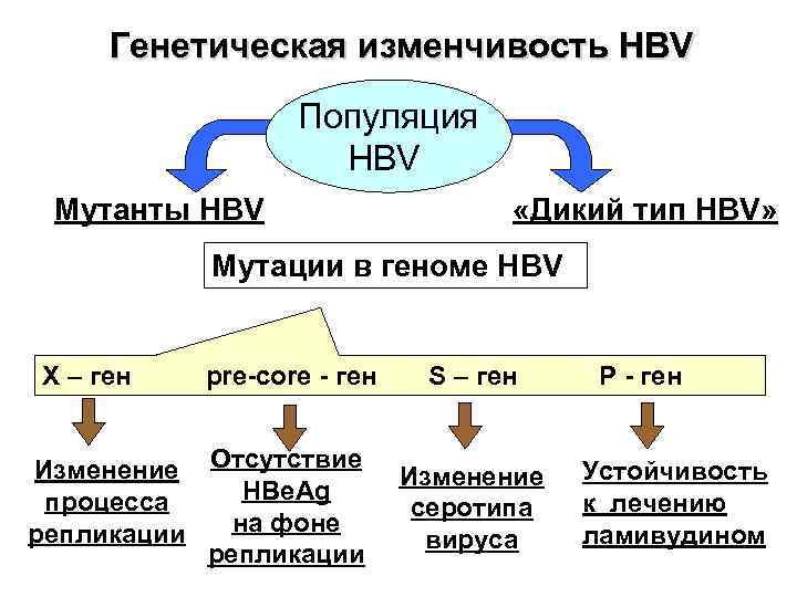  Генетическая изменчивость HBV    Популяция     HBV 