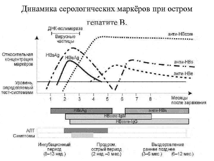 Динамика серологических маркёров при остром   гепатите В.  