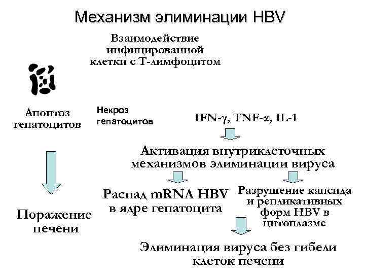    Механизм элиминации HBV    Взаимодействие   инфицированной 