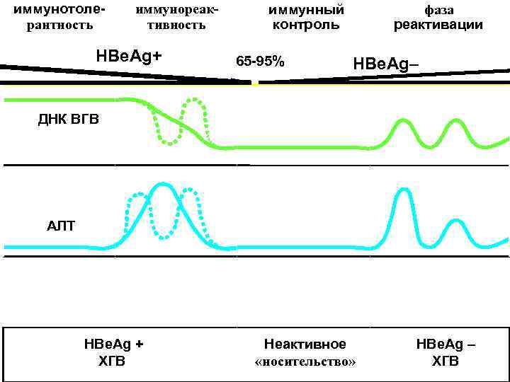 иммунотоле-  иммунореак-  иммунный  фаза рантность тивность   контроль  peактивации