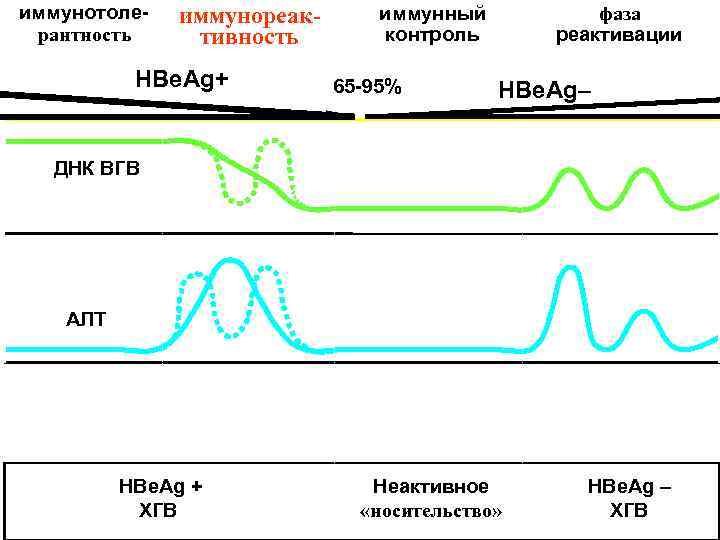 иммунотоле-  иммунореак-  иммунный  фаза рантность тивность   контроль  peактивации