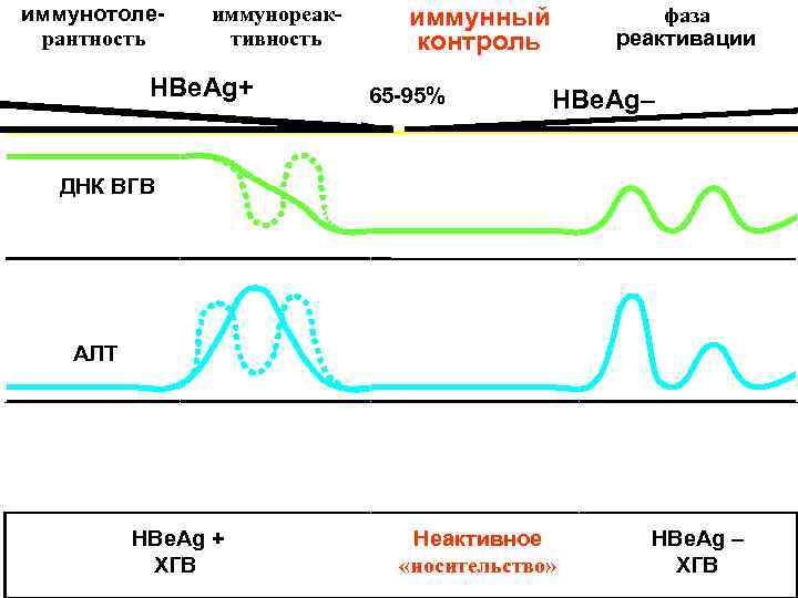 иммунотоле-  иммунореак- иммунный  фаза рантность тивность  контроль  peактивации  HBe.