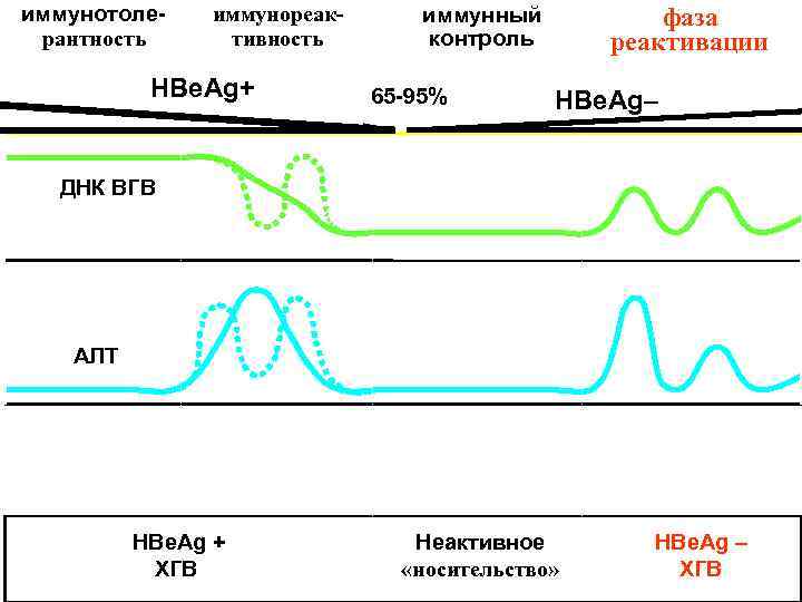 иммунотоле-  иммунореак-  иммунный  фаза рантность тивность   контроль  peактивации