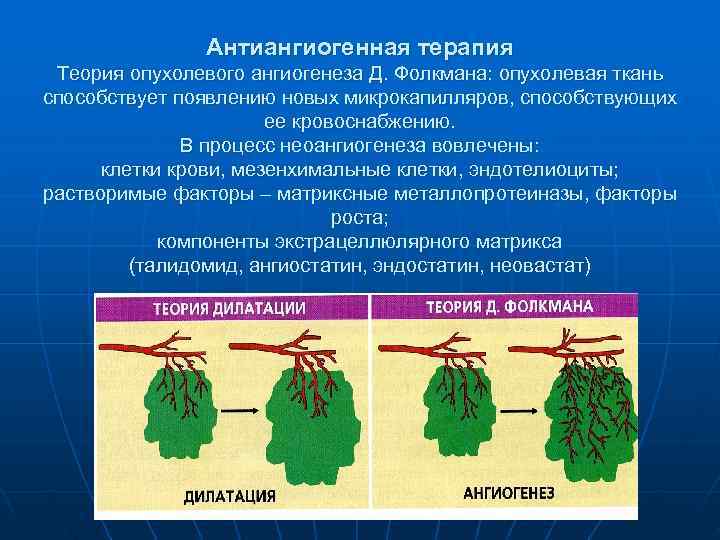     Антиангиогенная терапия Теория опухолевого ангиогенеза Д. Фолкмана: опухолевая ткань способствует