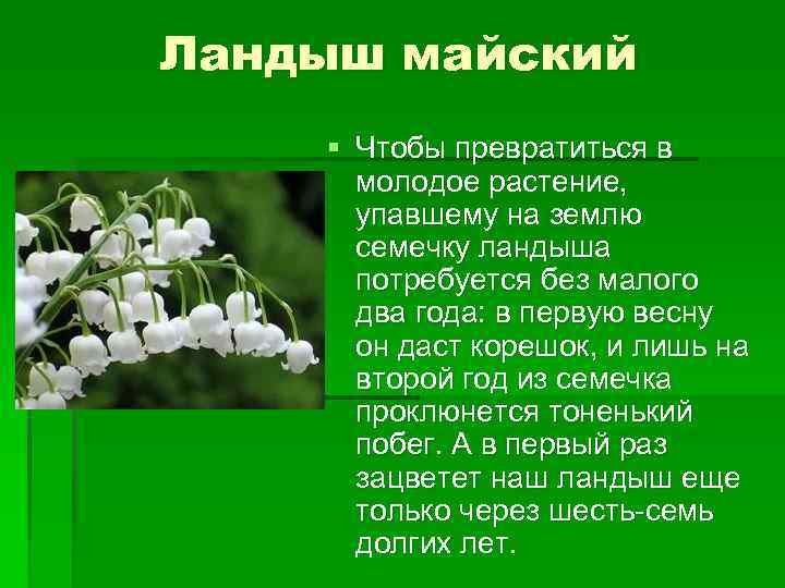Ландыш майский § Чтобы превратиться в  молодое растение,   упавшему на землю
