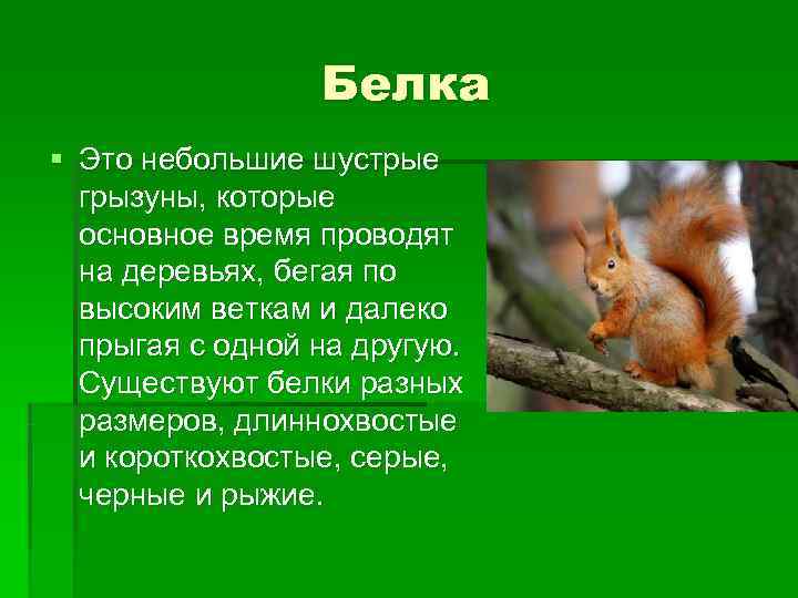    Белка § Это небольшие шустрые  грызуны, которые  основное время
