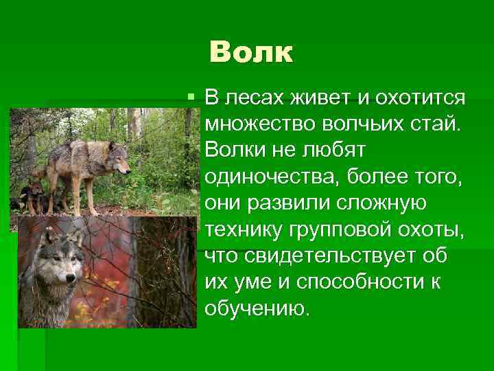  Волк § В лесах живет и охотится  множество волчьих стай. Волки не