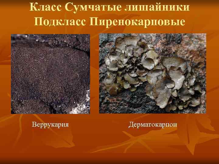 Класс Сумчатые лишайники Подкласс Пиренокарповые Веррукария  Дерматокарпон 