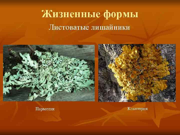  Жизненные формы Листоватые лишайники Пармелия    Ксантория 