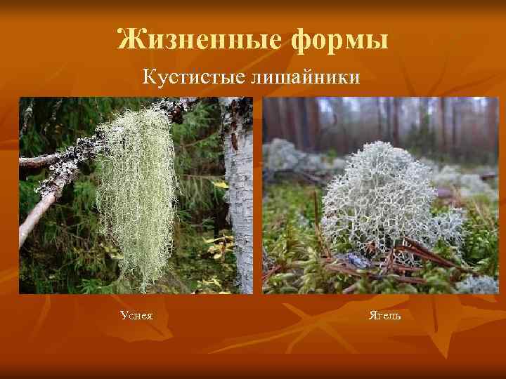 Жизненные формы  Кустистые лишайники Уснея    Ягель 