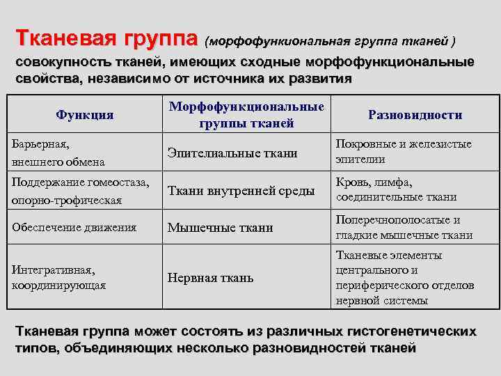 Тканевая группа (морфофункиональная группа тканей ) совокупность тканей, имеющих сходные морфофункциональные свойства, независимо от