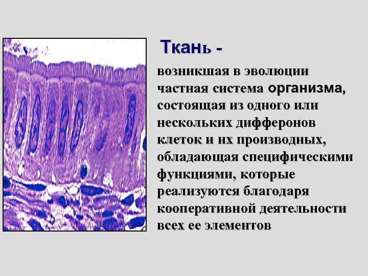 Возникший в тканях. Диффероны тканей. Ткань клеточные диффероны и. Диффероны эпителиальной ткани. Ткань состоит из производных клеток и.