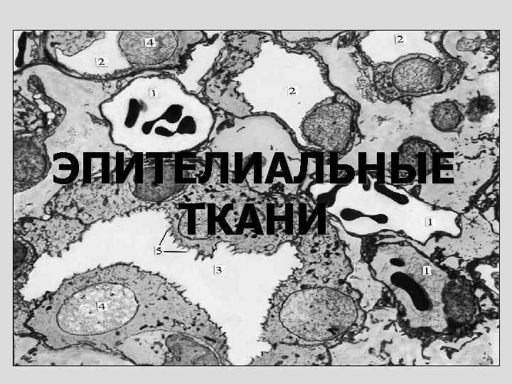 ЭПИТЕЛИАЛЬНЫЕ ТКАНИ 
