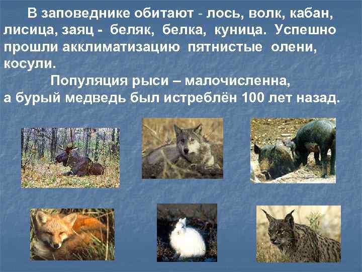  В заповеднике обитают - лось, волк, кабан,  лисица, заяц - беляк, 