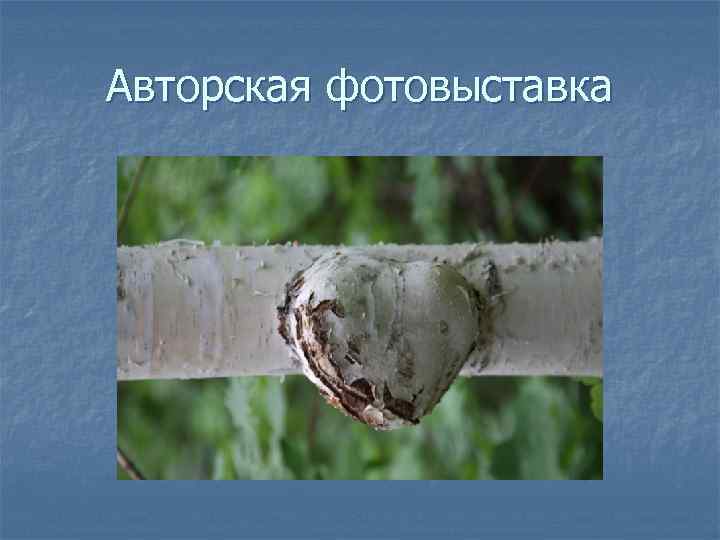 Авторская фотовыставка 