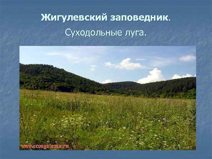 Жигулевский заповедник. Суходольные луга. 