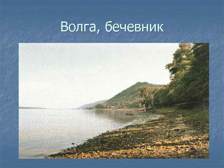 Волга, бечевник 