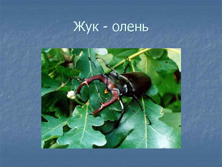 Жук - олень 