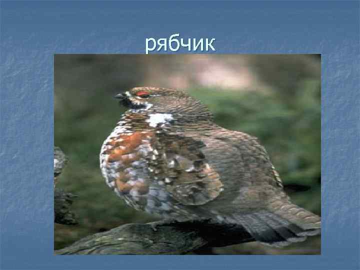 рябчик 