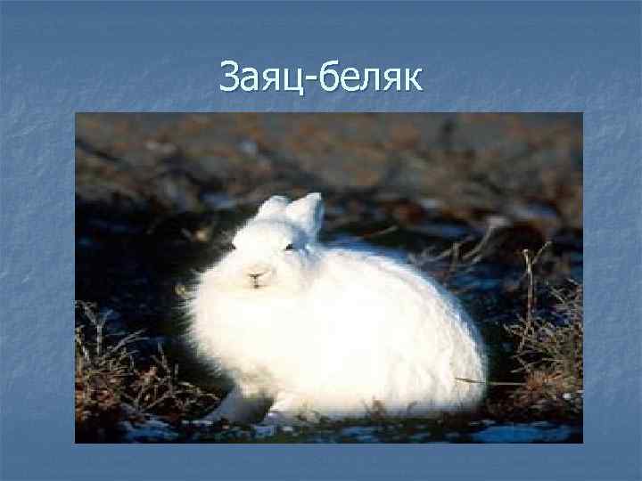 Заяц-беляк 
