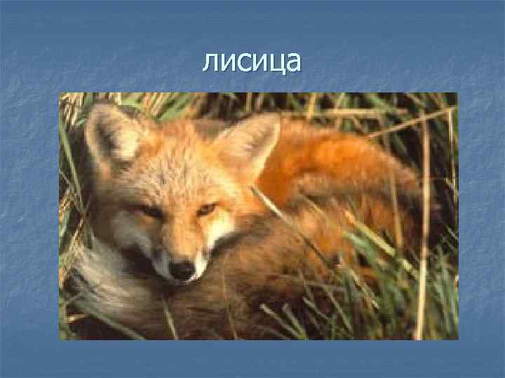 лисица 