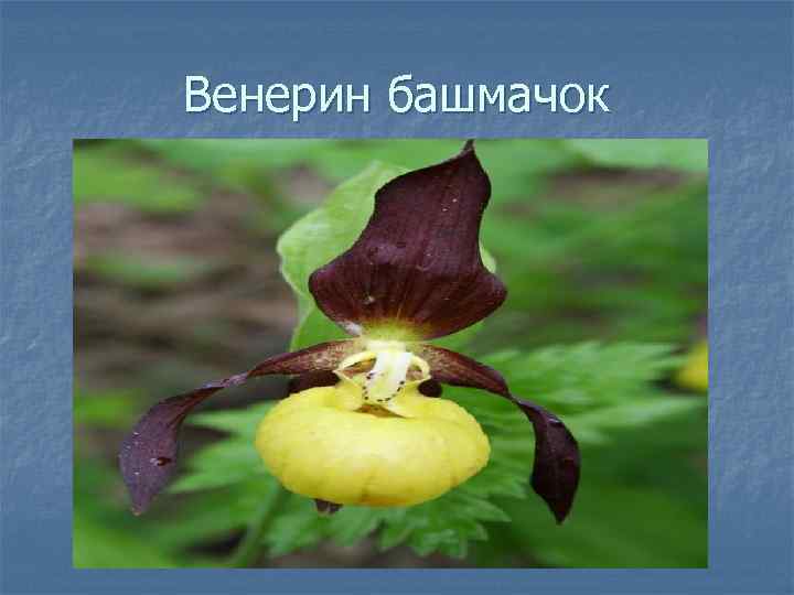 Венерин башмачок 