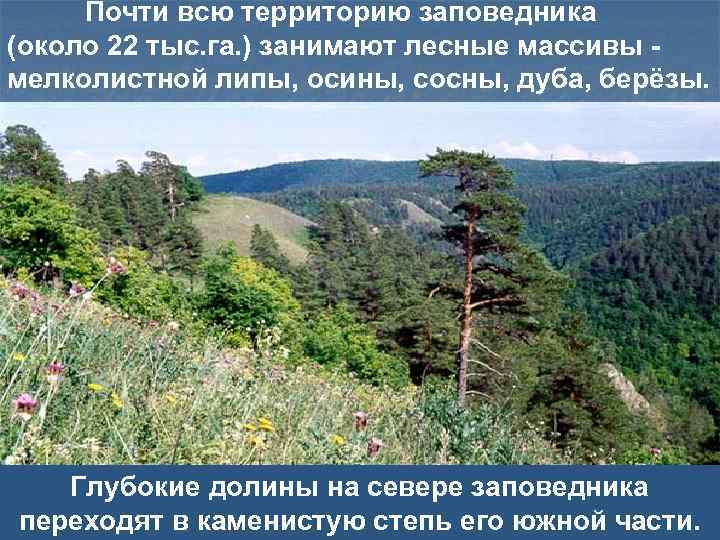    Почти всю территорию заповедника (около 22 тыс. га. ) занимают лесные