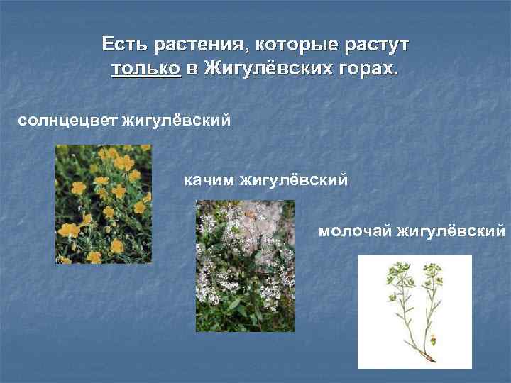   Есть растения, которые растут  только в Жигулёвских горах.  солнцецвет жигулёвский