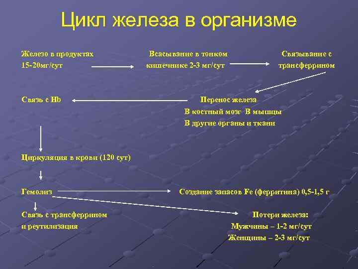    Цикл железа в организме Железо в продуктах   Всасывание в