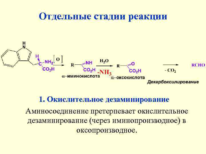 При гидролитическом дезаминировании альфа аминокислот образуется. Окислительное дезаминирование тирозина. Дезаминирование тирозина триптофана. Непрямое дезаминирование тирозина. Окислительное дезаминирование тирозина реакция.