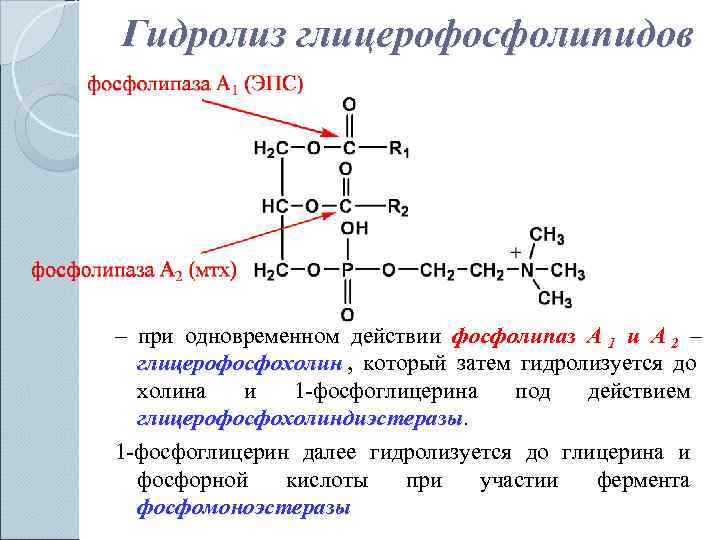 Гидролиз глицерофосфолипидов – при одновременном действии фосфолипаз  А 1 и А 2 –
