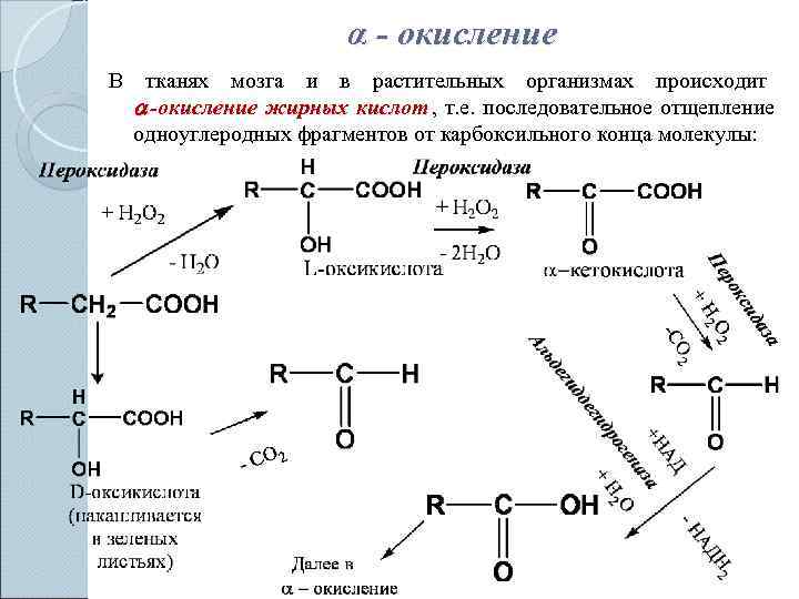     α - окисление В тканях мозга и в растительных организмах