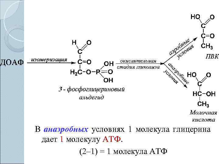В анаэробных условиях 1 молекула глицерина  дает 1 молекулу АТФ.   (2–