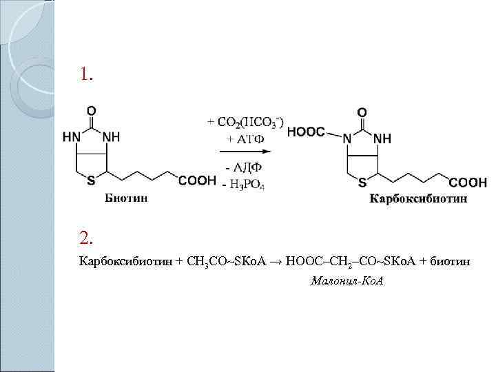 1. 2.  Карбоксибиотин + СН 3 СО SКо. А → НООС–СН 2–СО SКо.