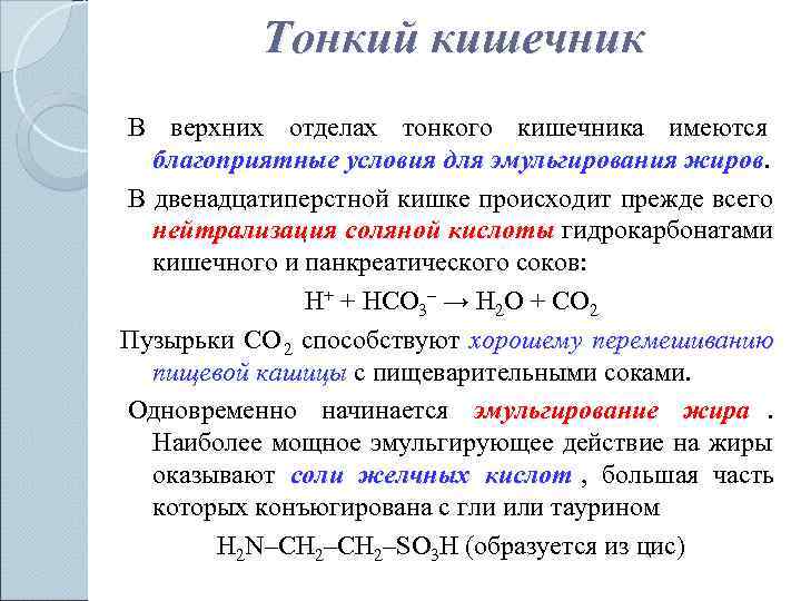   Тонкий кишечник В верхних отделах тонкого кишечника имеются  благоприятные условия для