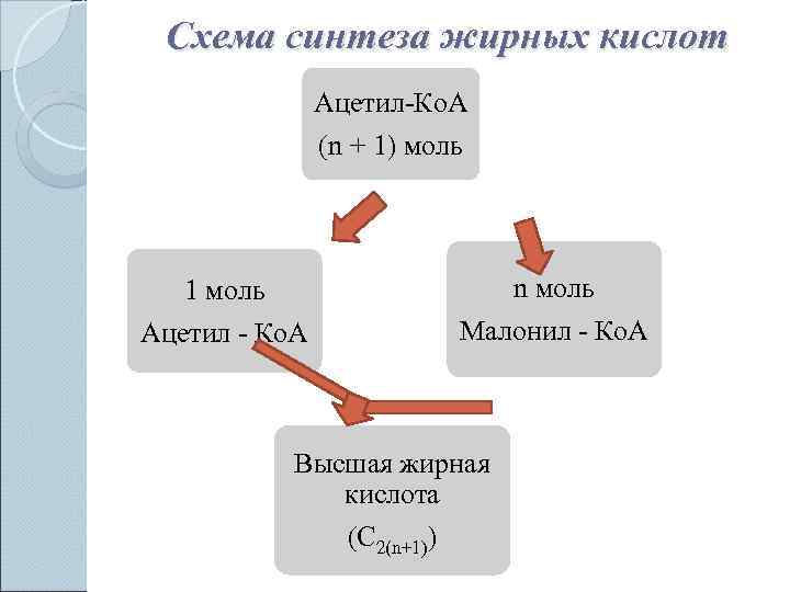  Схема синтеза жирных кислот    Ацетил-Ко. А    (n