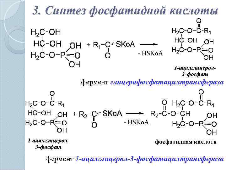 3. Синтез фосфатидной кислоты    фермент глицерофосфатацилтрансфераза  фермент 1 -ацилглицерол-3 -фосфатацилтрансфераза