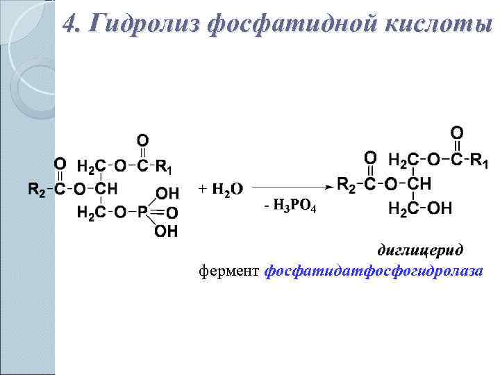 4. Гидролиз фосфатидной кислоты   фермент фосфатидатфосфогидролаза 