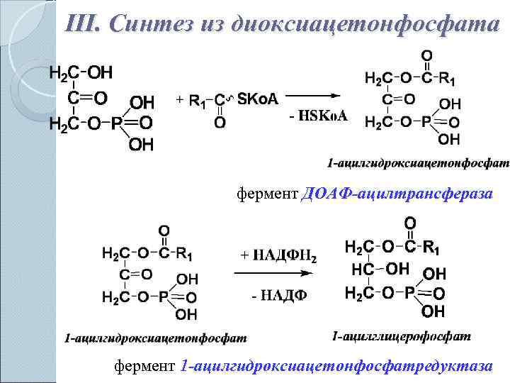 III. Синтез из диоксиацетонфосфата     фермент ДОАФ-ацилтрансфераза  фермент 1 -ацилгидроксиацетонфосфатредуктаза