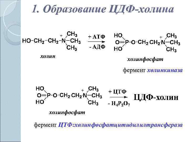1. Образование ЦДФ-холина     фермент холинкиназа фермент ЦТФ: холинфосфатцитидилилтрансфераза 