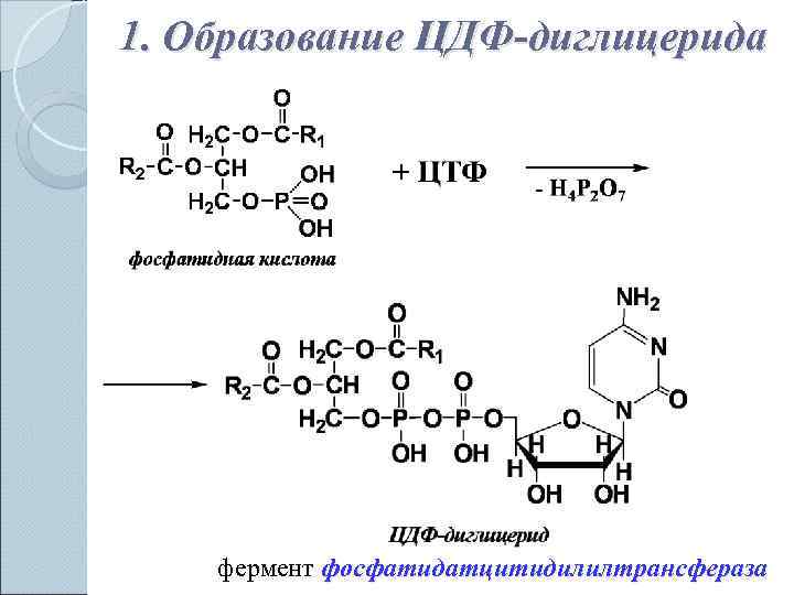 1. Образование ЦДФ-диглицерида   фермент фосфатидатцитидилилтрансфераза 