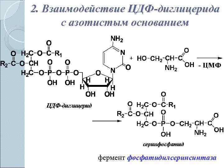 2. Взаимодействие ЦДФ-диглицерида  с азотистым основанием   фермент фосфатидилсеринсинтаза 
