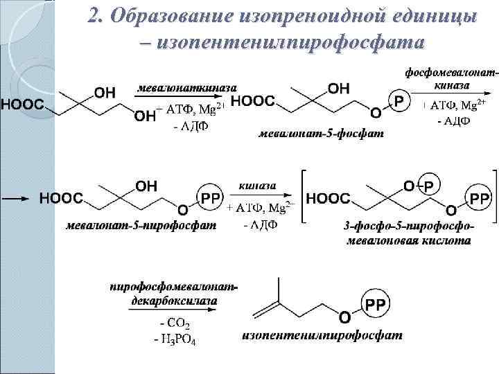 2. Образование изопреноидной единицы  – изопентенилпирофосфата 